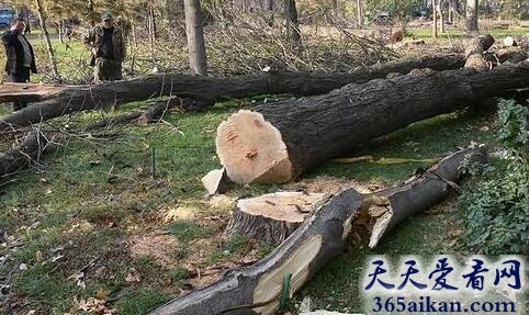 梦见砍伐大树是什么意思?梦见砍伐大树是什么征兆?