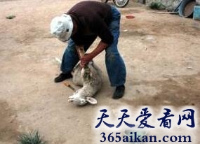 梦见别人杀羊是什么意思?梦见别人杀羊是什么征兆?