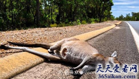 梦见无法奔跑是怎么回事?梦见无法奔跑暗示着什么?
