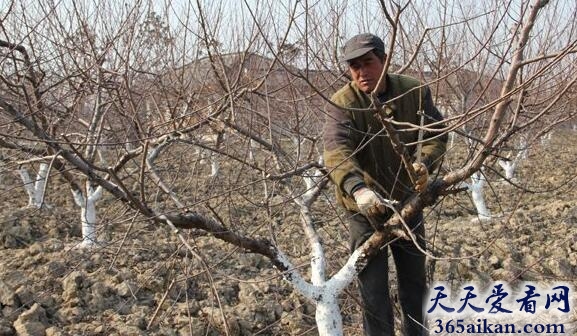 梦见种桃树是什么意思?梦见种桃树有什么寓意?