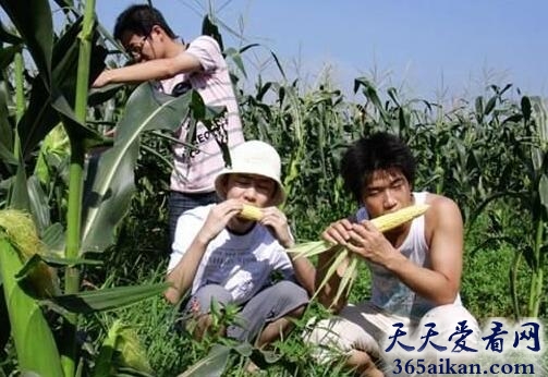 梦见偷玉米意味着什么?梦见偷玉米有什么寓意?