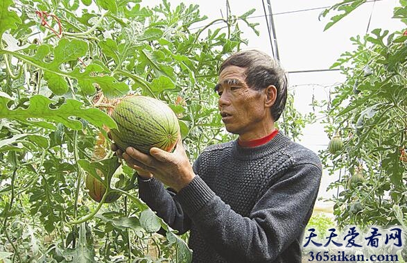 梦见摘瓜预示着什么?梦见摘瓜是什么征兆?
