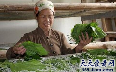 梦见喂蚕是什么意思?梦见喂蚕好不好?