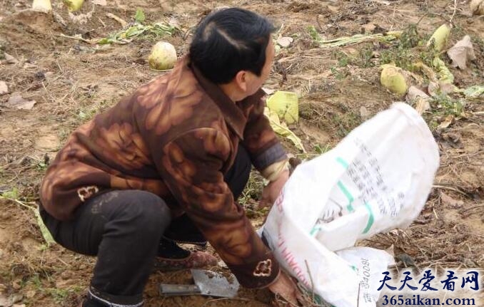 梦见偷红薯是怎么回事?梦见偷红薯好不好?