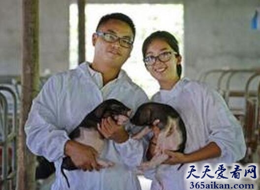 梦见抱着猪崽说明什么?梦见抱着猪崽是什么征兆?