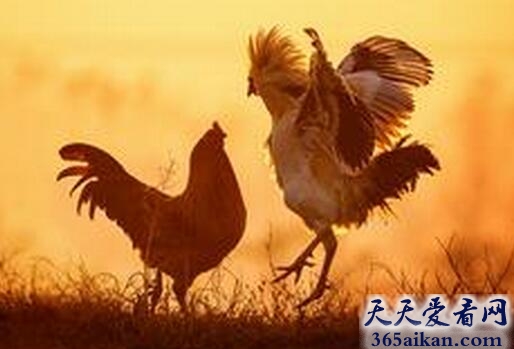 梦见争斗表示什么?梦见争斗是什么征兆?