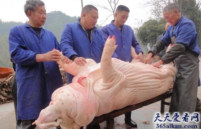 梦见宰杀猪预示着什么?梦见宰杀猪意味着什么?