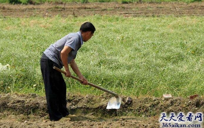 梦见刨地是怎么回事?梦见刨地预示着什么?