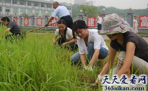 梦见除草是什么意思?梦见除草预示着什么?