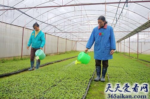 梦见给菜浇水意味着什么?梦见给菜浇水有什么寓意?