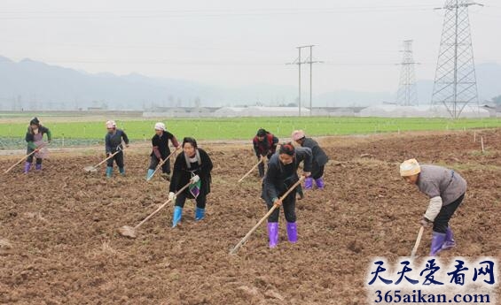 梦见翻土是什么意思?梦见翻土有什么寓意?