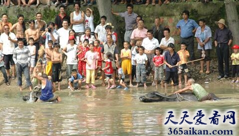梦见骑牛过河代表什么?梦见骑牛过河表示什么?