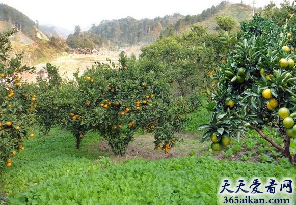 梦见果园是怎么回事？梦见果园代表什么？