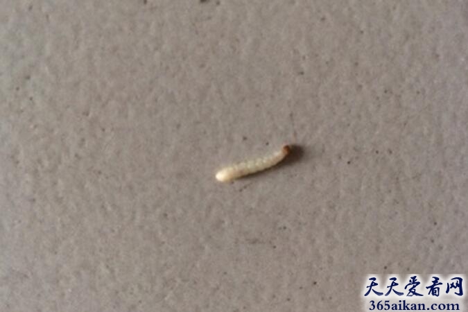 梦见屋顶有长虫子是什么意思？梦见屋顶有长虫子好不好？
