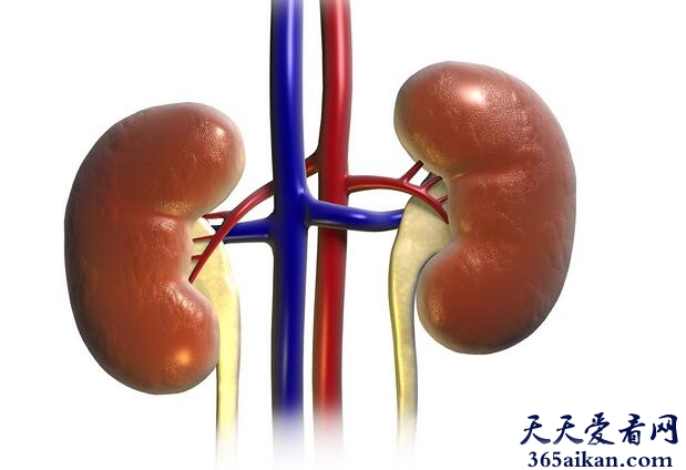 梦见肾脏.jpg