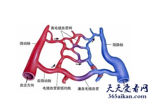 梦见动脉有什么宜忌？