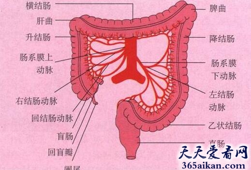 梦见膀胱有什么含义？