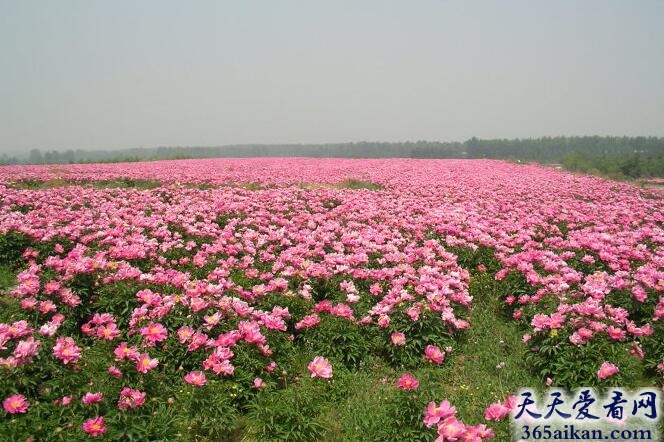 梦见一片花海好不好？梦见一片花海盛开预示着什么？