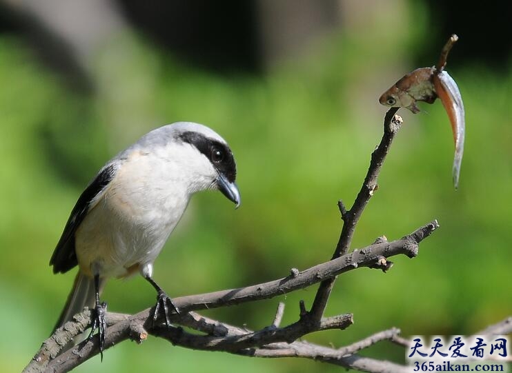 梦见诱饵是什么意思？