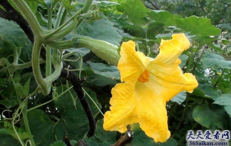 梦见南瓜花.jpg