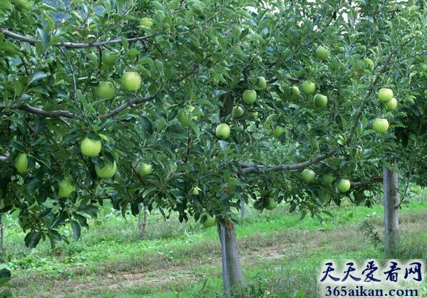 孕妇梦见核桃树.jpg