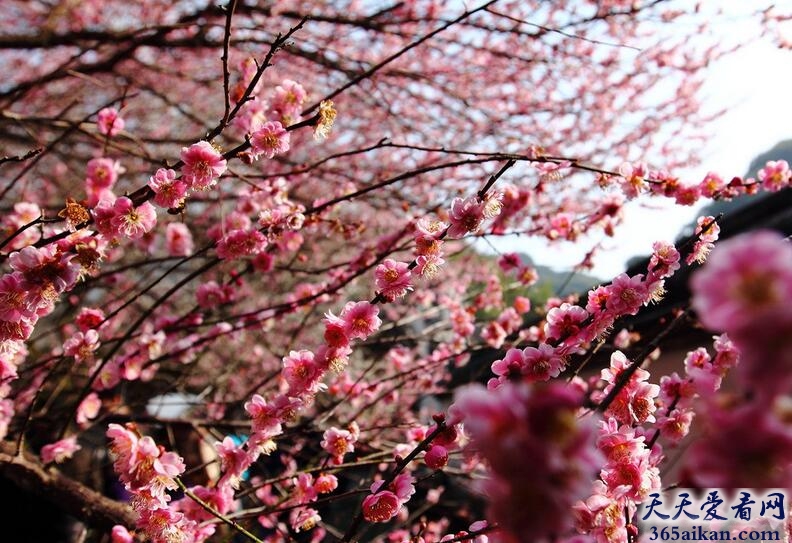 梦见梅花绽开意味着什么？