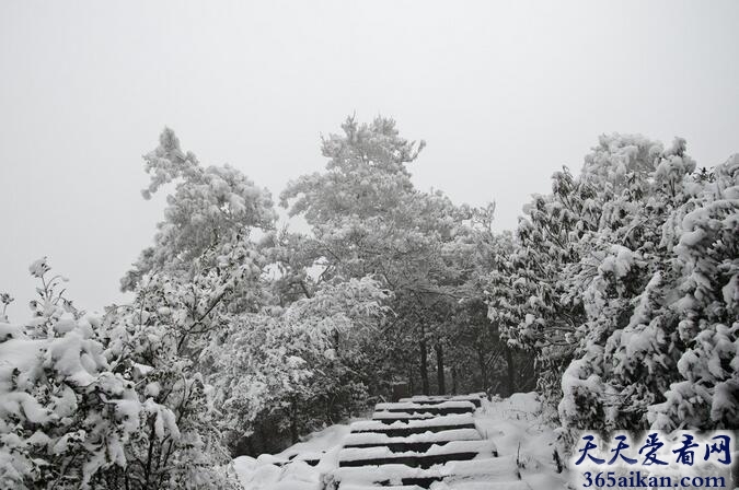 梦见雪松好不好？梦见雪松有什么寓意？