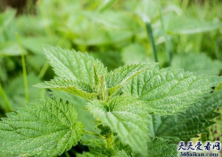 梦见荨麻.jpg