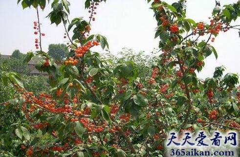 梦见樱桃树.jpg