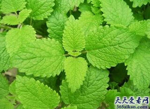 梦见薄荷.jpg