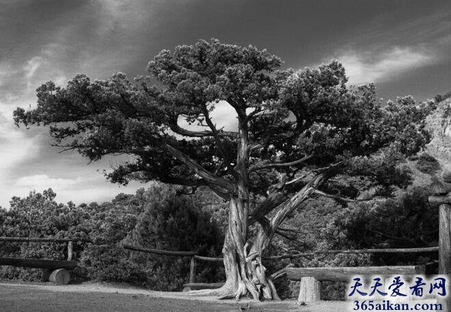 梦见杜松树.jpg
