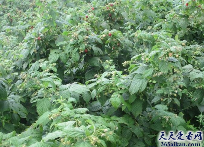 梦见醋栗树.jpg
