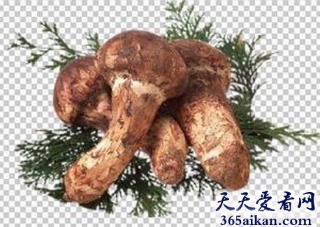梦见松蕈群生.jpg