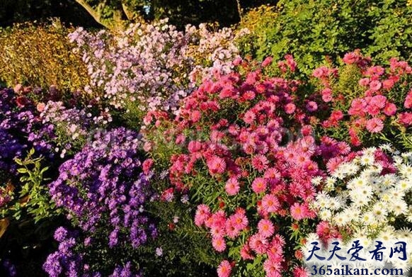 梦见石南.jpg