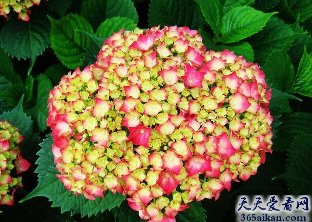 梦见绣球花.jpg