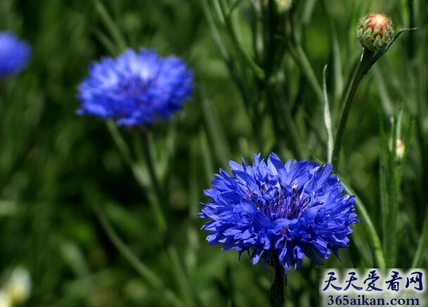 梦见矢车菊.jpg