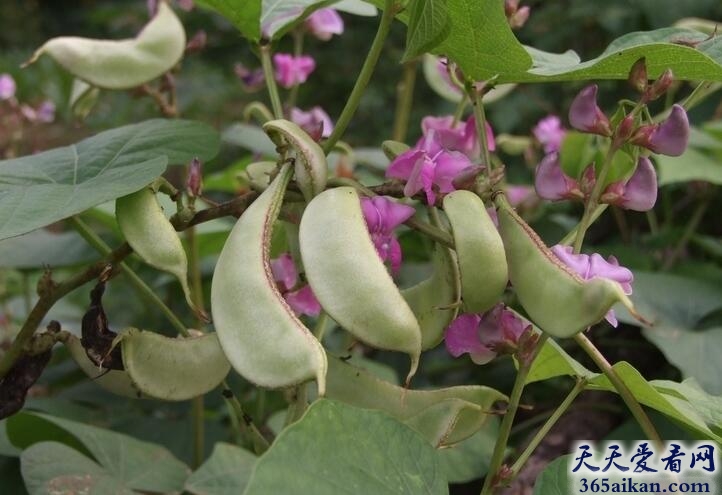 梦见小扁豆.jpg