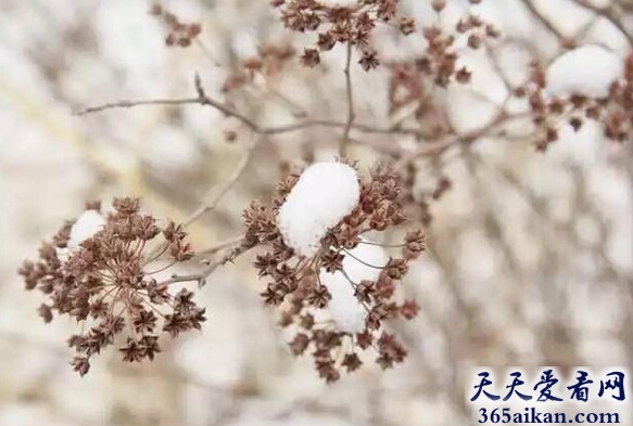 梦见雪中开花有什么宜忌？