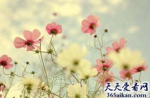 梦见雏菊.jpg