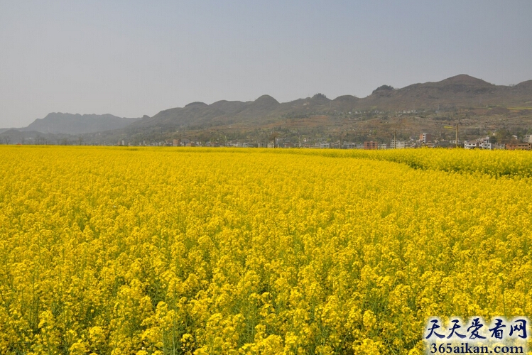 梦见遍地菜花预示着什么？