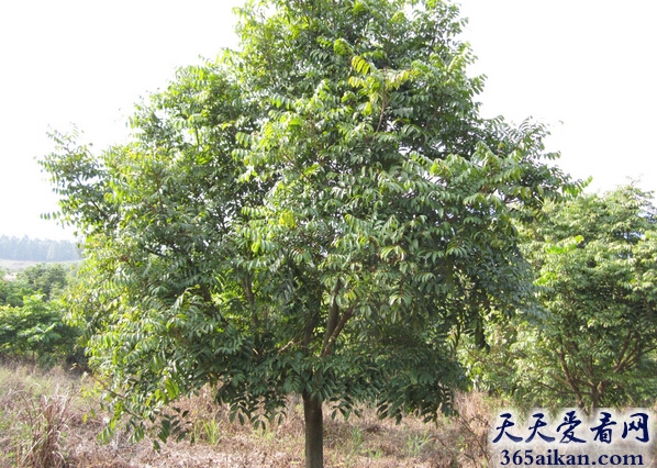 梦见橄榄树.jpg
