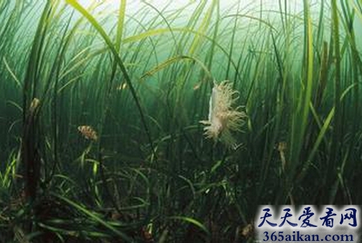 梦见海草好不好？梦见海草预示着什么？