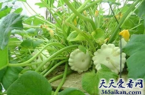 梦见瓜钟.jpg