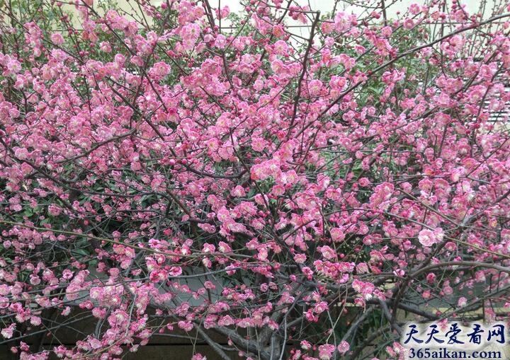 梦见梅树.jpg