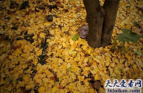 梦见银杏树叶散落满地.jpg