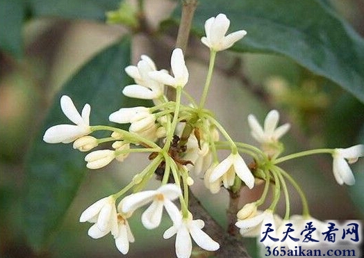 梦见月桂树.jpg