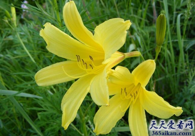 梦见黄花菜好不好？梦见黄花菜预示着什么？