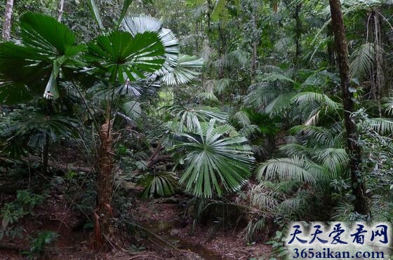 梦见羊齿科植物.jpg