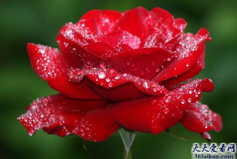 梦见红玫瑰有什么寓意？