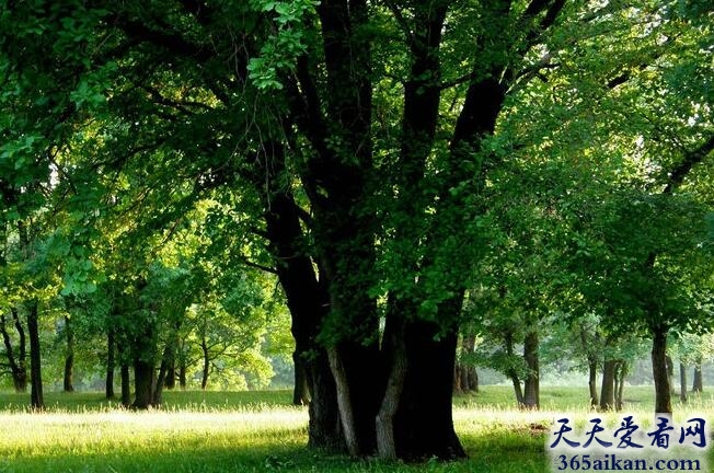 梦见树木茂盛预示着什么？